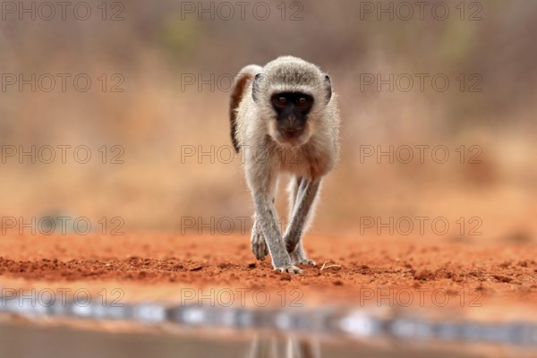 Vervet Monkey (Chlorocebus pygerythrus), adult, at the water, alert, Kruger National Park, Kruger National Park, Kruger National Park South Africa