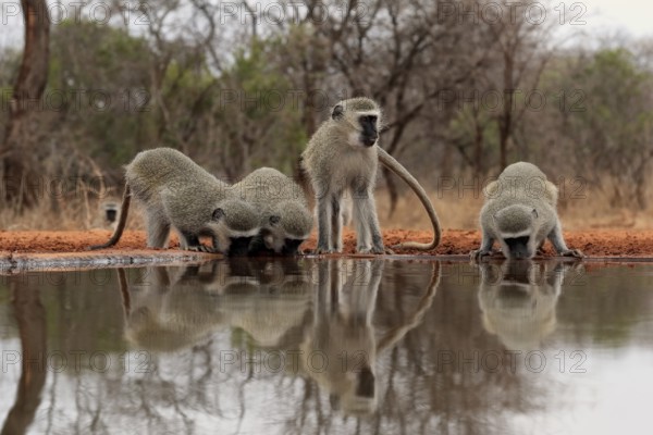 Vervet Monkey (Chlorocebus pygerythrus), adult, group, drinking, at the water, Kruger National Park, Kruger National Park, Kruger National Park South Africa