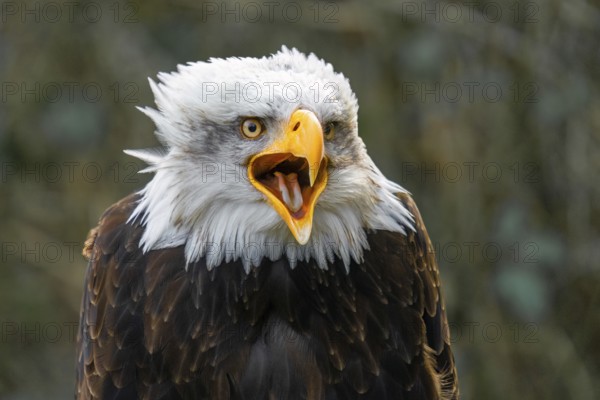 Bald eagle (Haliaeetus leucocephalus), portrait, facial expression
