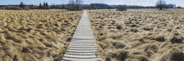 Areas overgrown with moor grass (Molinia), German-Belgian High Fens-Eifel nature park Park, largest raised bog in Europe, Germany, Europe