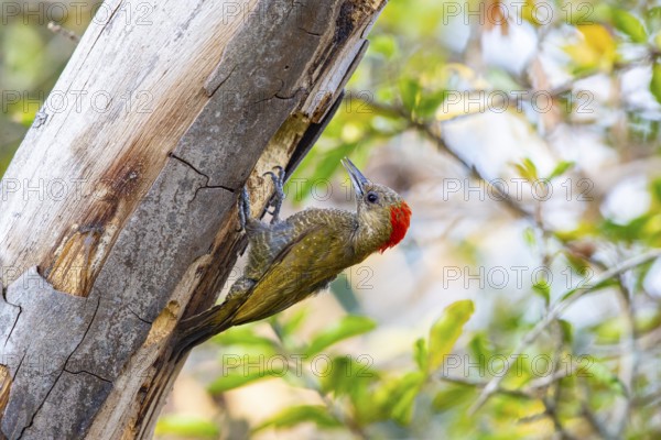 Pileated Woodpecker (Veniliornis passerinus) Pantanal Brazil
