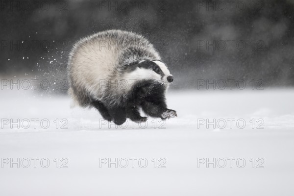 Badger in the snow, Wittlich, Rhineland-Palatinate, Germany, Europe