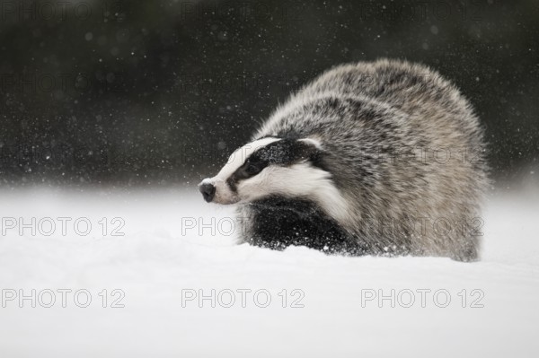 Badger in the snow, Wittlich, Rhineland-Palatinate, Germany, Europe