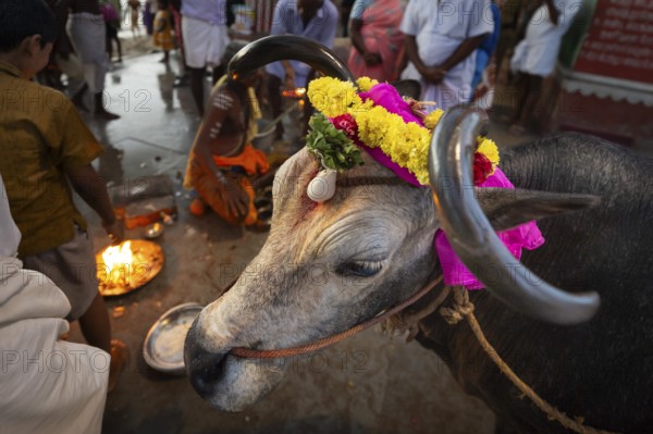Sacred cow decorated with flowers at Ghat Agni Theertham, Rameswaram, Pamban Island, Tamil Nadu, India, Asia