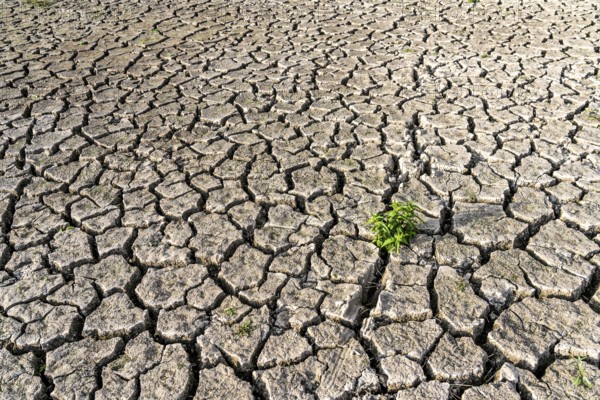 Dry soil, cracked, only a few weeds growing out of the ground, dried-up riverbed, in a side arm of the Rhine, near Duisburg