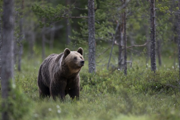 Brown bear (Ursus arctos) in the Finnish taiga, Kuusamo, Finland, Europe