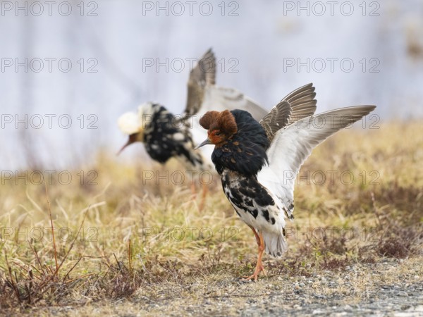 Ruff (Calidris pugnax) male in breeding plumage displaying at lek, Pokka, Finnish Lapland