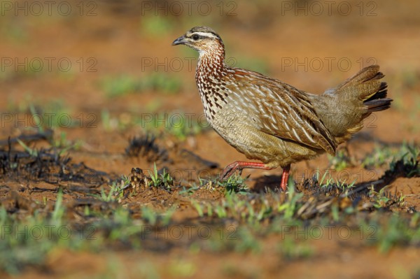 Crested Francolin, (Dendroperdix sephaena), Francolinus sephaena, Mkuze Game Reserve, Mkuze, KwaZulu-Natal, South Africa, Africa