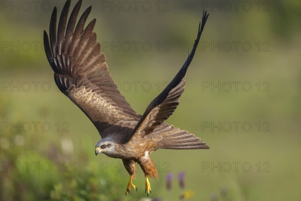 Black kite (Milvus migrans), flight photo, Hides De Calera / Steppe Raptors, Nussloch, Castilla La Mancha / Toledo, Germany, Europe