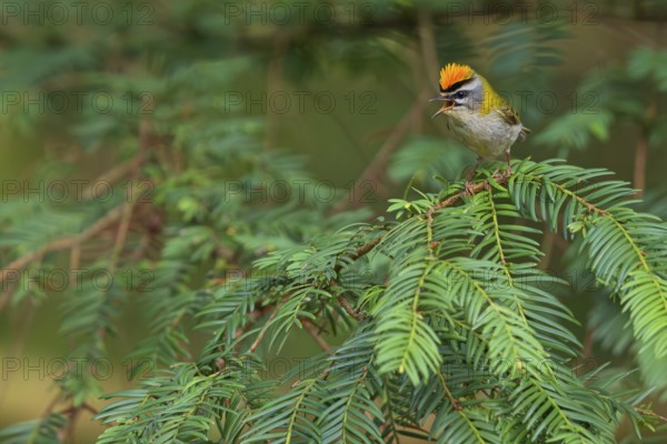 Goldcrest, Regulus ignicapillus, Luce, Mountain area, Luce, Styria, Slovenia, Europe