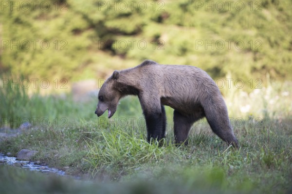 European brown bear or Eurasian brown bear (Ursus arctos arctos), blond brown bear with threatening gesture