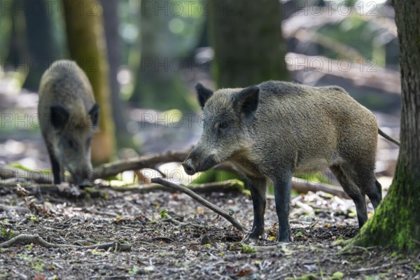 Wild boar (Sus scrofa), Vulkaneifel, Rhineland-Palatinate, Germany, Europe