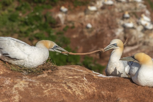 Northern gannet (Morus bassanus) building a nest in a dispute over a plant stalk, offshore island of Heligoland, North Sea, Pinneberg district, Schleswig-Holstein, Germany, Europe