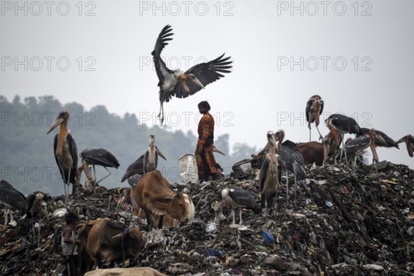 Rag pickers searches for recyclable materials next to cows and birds at a garbage dumpsite, on the eve of World Environment Day, in Guwahati, Assam, India on 04 June 2022. World Environment Day is the biggest international day for the environment. Led by the United Nations Environment Programme (UNEP) on June 05 every year