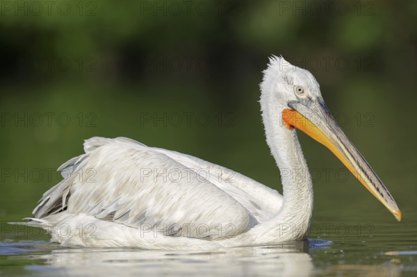 Dalmatian Pelican (Pelecanus crispus), swimming, Lake Kerkini, Central Macedonia, Greece, Europe