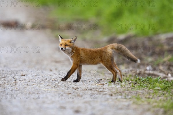 Fox (Vulpes vulpes) puppy Germany