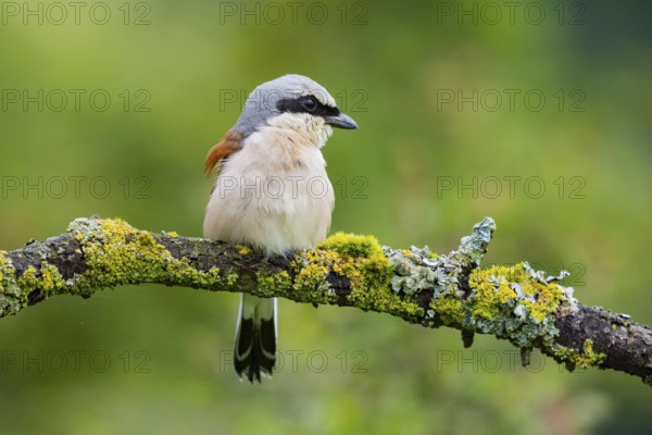 Red-backed shrike (Lanius collurio) ml Germany