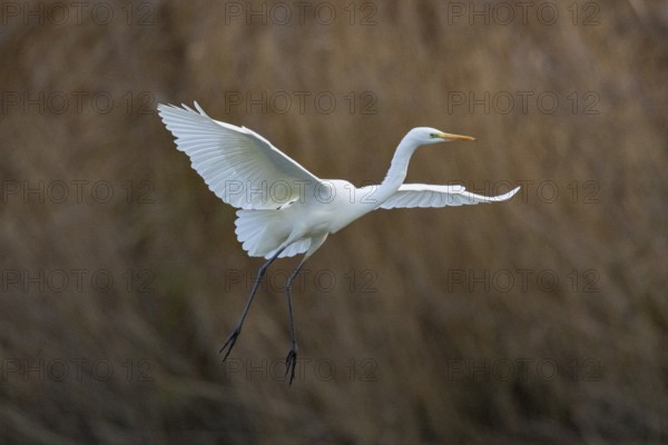 Great White Egret (Egretta alba) Germany