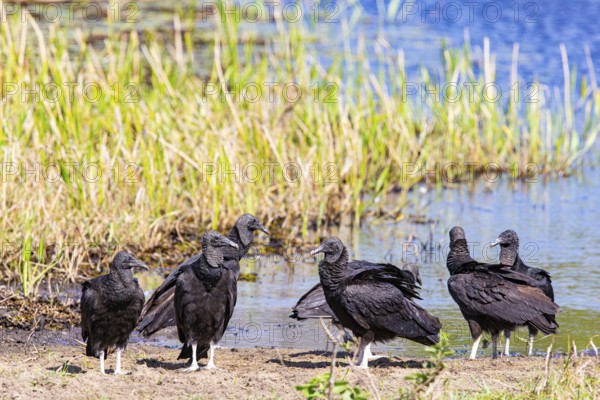 Raven Vulture (Coragyps atratus) Pantanal Brazil