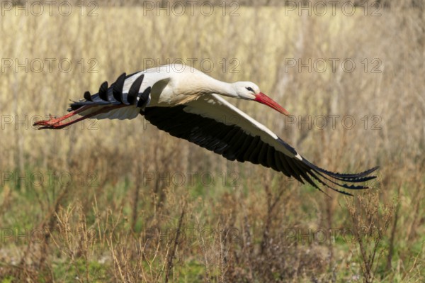 A stork flies over a wild meadow in nature with spread wings, white stork (Ciconia ciconia), wildlife, Germany, Europe