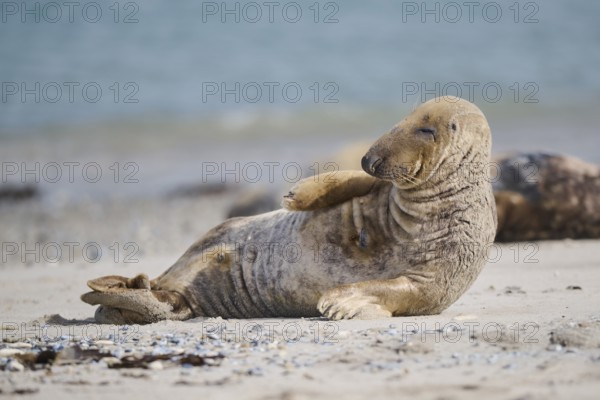 Grey seal (Halichoerus grypus) lying on the beach, Düne, Helgoland, Schleswig-Holstein, Germany, Europe