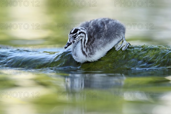 Great Crested Grebe (Podiceps scalloped ribbonfish), chick sitting on a stone, Lake Zug, Canton Zug, Switzerland, Europe