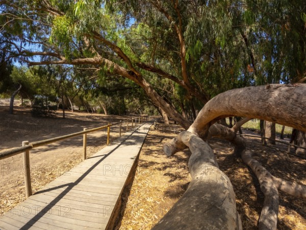 Scenic wooden walkway meandering through a tranquil eucalyptus forest, inviting exploration and appreciation of nature's beauty