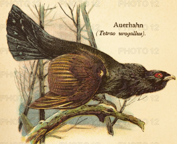 Capercaillie or western capercaillie (Tetrao urogallus) tree, branch, side view, World of Birds, historical illustration 1890