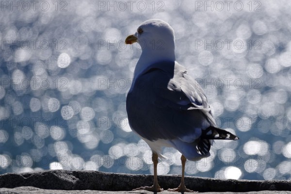 Seagull in front of the glittering waters of the Baltic Sea, Mecklenburg-Vorpommern, Germany, Europe