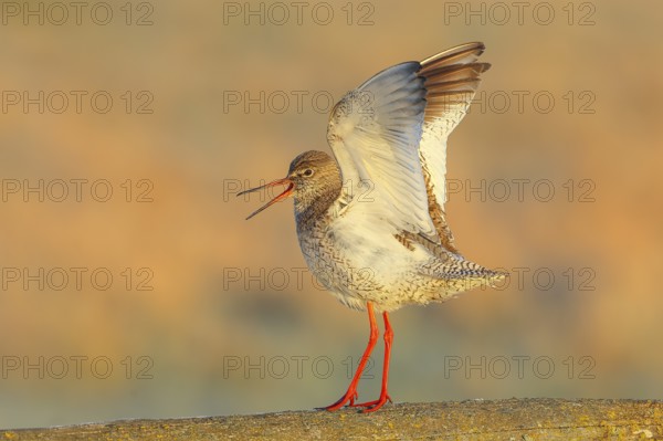 Redshank, (Tringa totanus), mating on a pasture fence, Wildlife, Animals, Birds, Snipe family, Ochsenmoor, Naturpark Dümmer See, Hüde Lower Saxony, Germany, Europe