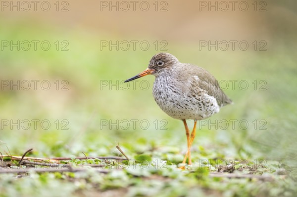 Common redshank (Tringa totanus) walking on a meadow, Bavaria, Germany, Europe