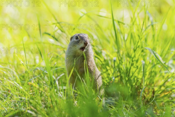 European ground squirrel (Spermophilus citellus) on a meadwo, Bavaria, Germany, Europe