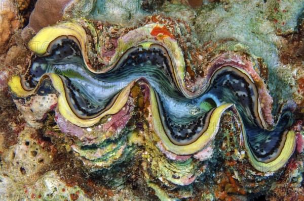 Underwater photo close-up of juvenile specimen of giant clam (Tridacna maxima) common name blue mantle clam is ingrown between corals (Scleractinia) in tropical coral reef, Red Sea, Egypt, Africa