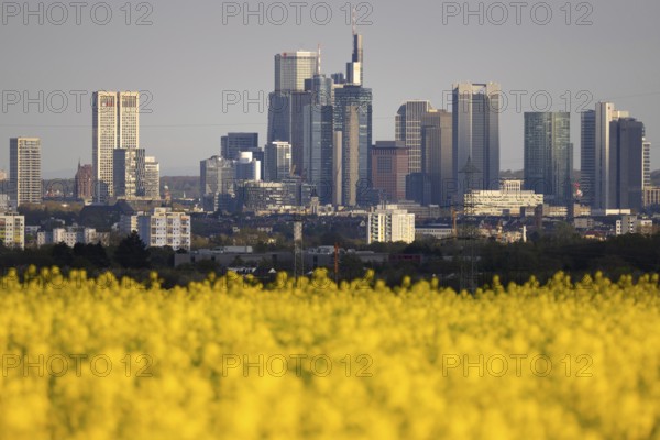 Rape fields bloom in spring in front of the Frankfurt banking skyline, Frankfurt am Main, Hesse, Germany, Europe