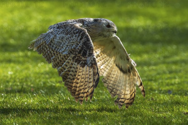 An owl flies low over a sunlit green meadow, Siberian Eagle Owl (Bubo bubosibiricus), Germany, Europe