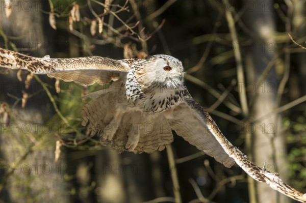 Owl flying through the forest, wings wide open in natural environment, Siberian Eagle Owl (Bubo bubosibiricus), Germany, Europe