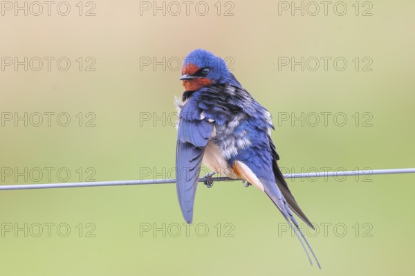 Barn Swallow (Hirundo rustica) sitting on a wire, wildlife, animals, birds, swallows, migratory bird, Ochsenmoor, Naturpark Dümmer See, Hüde Lower Saxony, Germany, Europe