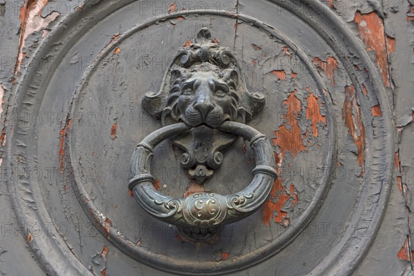 Door knocker with a lion's head on a front door in the historic centre, Genoa, Italy, Europe