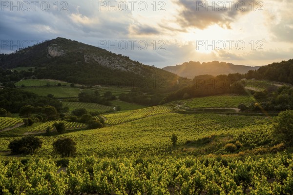 Dentelles de Montmirail, Vaucluse Department, Provence, Provence-Alpes-Côte dAzur, France, Europe
