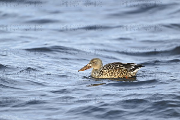 Northern shoveler (Spatula clypeata) (Syn.: Anas clypeata), female swimming on Lake Zug, Switzerland, Europe