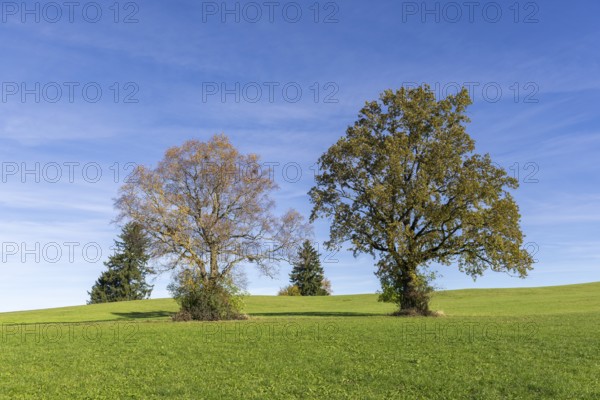 English oak (Quercus robur), lime tree (Tilia platyphyllos) in autumn in a meadow, fir trees, Allgäu, Bavaria, Germany, Europe