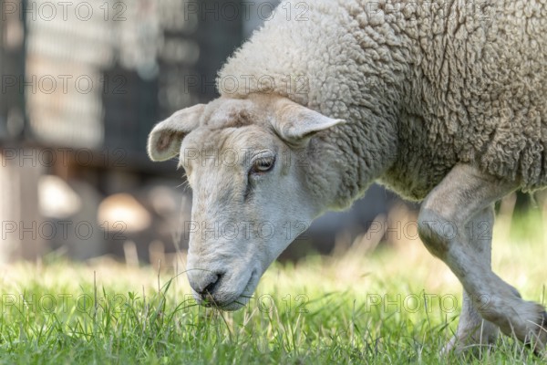 Sheep eating grass in a pasture in late summer. France