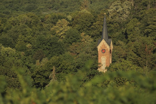 Palatinate Forest with the steeple of the Protestant church built in 1806 in Haardt, Neustadt an der Weinstraße, Rhineland-Palatinate, Germany, looking out and standing on its own, Europe