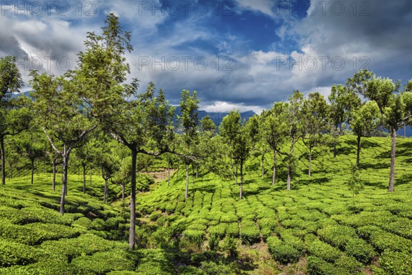 Green tea plantations in hills with dramatic sky. Munnar, Kerala, India, Asia
