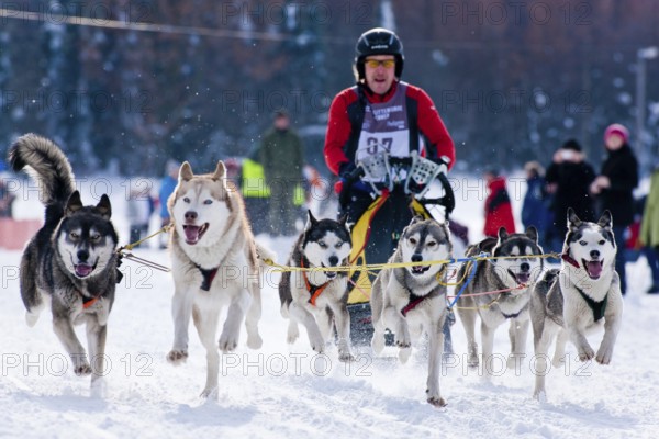 Sled dog race in Nassau Erzgeb