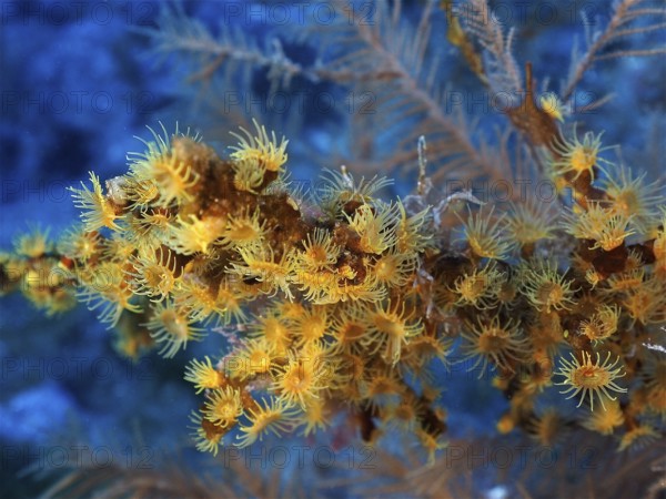 Yellow cluster anemone (Parazoanthus axinellae), dive site Las Cabras, La Palma, Canary Islands, Spain, Atlantic Ocean, Europe