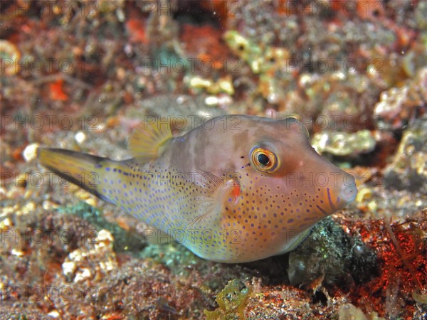Pufferfish (Canthigaster rostrata) at night. Dive site Los Cancajos, La Palma, Canary Islands, Spain, Atlantic Ocean, Europe