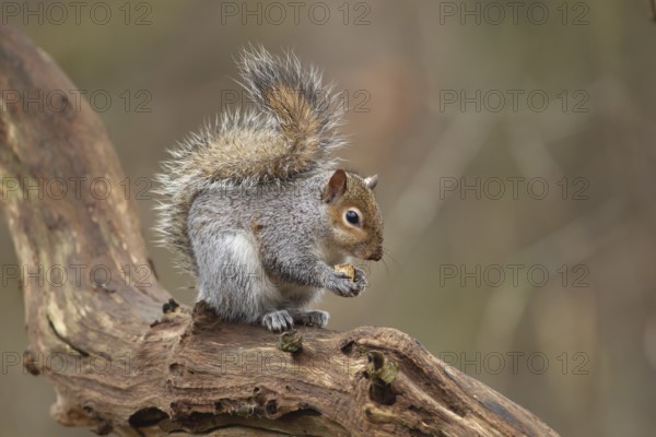 Grey squirrel (Sciurus carolinensis) adult animal feeding on a nut on a tree branch, Suffolk, England, United Kingdom, Europe