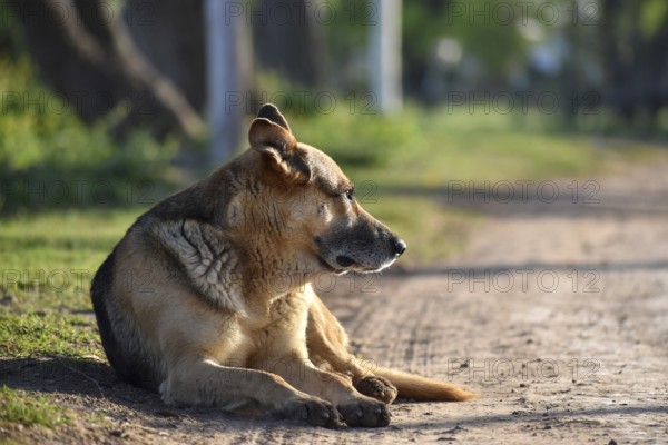 Street dog enjoying the morning sun on the roadside in a village in the province of Buenos Aires, Argentina, South America