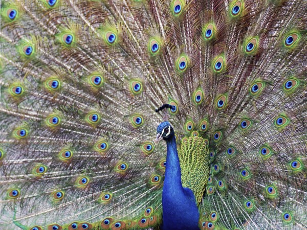 Indian peafowl (Pavo cristatus), wheeling, Dessau-Wörlitz Garden Kingdom